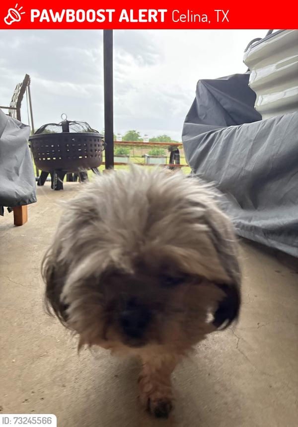 Lost Male Dog last seen Rawhide, Celina, TX 75009