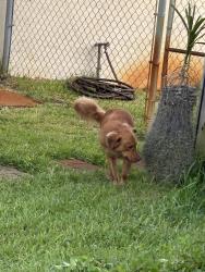 Found/Stray Male Dog last seen Savona, Port St. Lucie, FL 34953