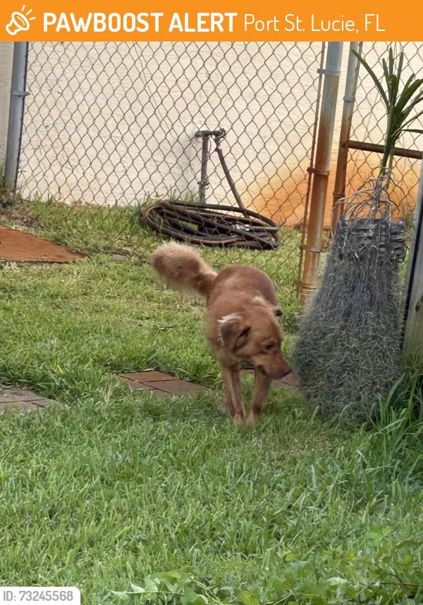 Found/Stray Male Dog last seen Savona, Port St. Lucie, FL 34953