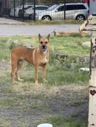 Found/Stray Male Dog last seen McRae, El Paso, TX 79925