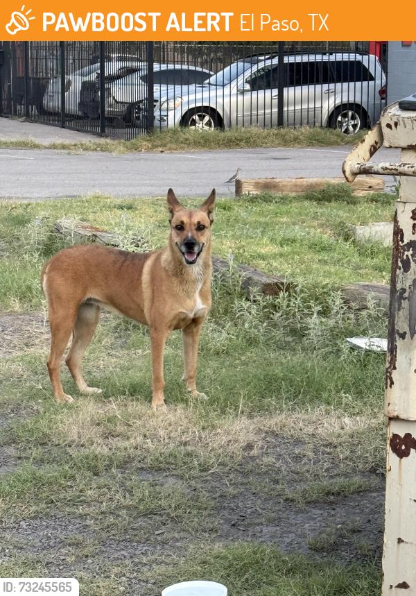 Found/Stray Male Dog last seen McRae, El Paso, TX 79925