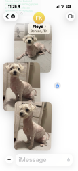 Found/Stray Female Dog last seen Elk Ridge Drive and Totem, Denton, TX 76207