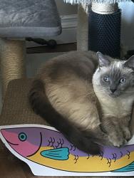 Reunited Female Cat last seen Seascape Dr, San Diego, CA 92139