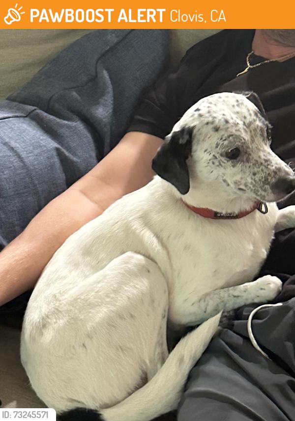 Found/Stray Male Dog last seen Shepherd and Clovis, Clovis, CA 93619