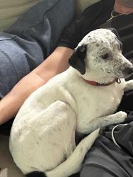 Found/Stray Male Dog last seen Shepherd and Clovis, Clovis, CA 93619