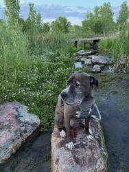 Reunited Female Dog last seen E Mississippi Ave and S Kalispell St, Aurora, CO 80017