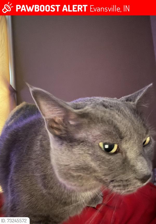 Lost Female Cat last seen riverside and shadewood, Evansville, IN 47713