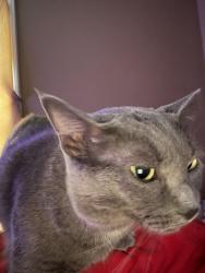 Lost Female Cat last seen riverside and shadewood, Evansville, IN 47713