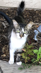 Lost Female Cat last seen North unin corporated chico area off Garner Lane Kittyhawk & Bosc Drr n, Chico, CA 95973