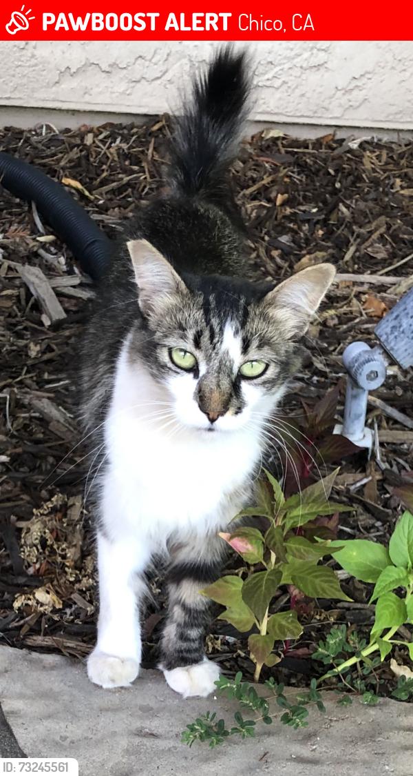 Lost Female Cat last seen North unin corporated chico area off Garner Lane Kittyhawk & Bosc Drr n, Chico, CA 95973