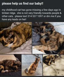 Lost Female Cat last seen Timber Ridge Mobile Homes, House Springs, MO 63051