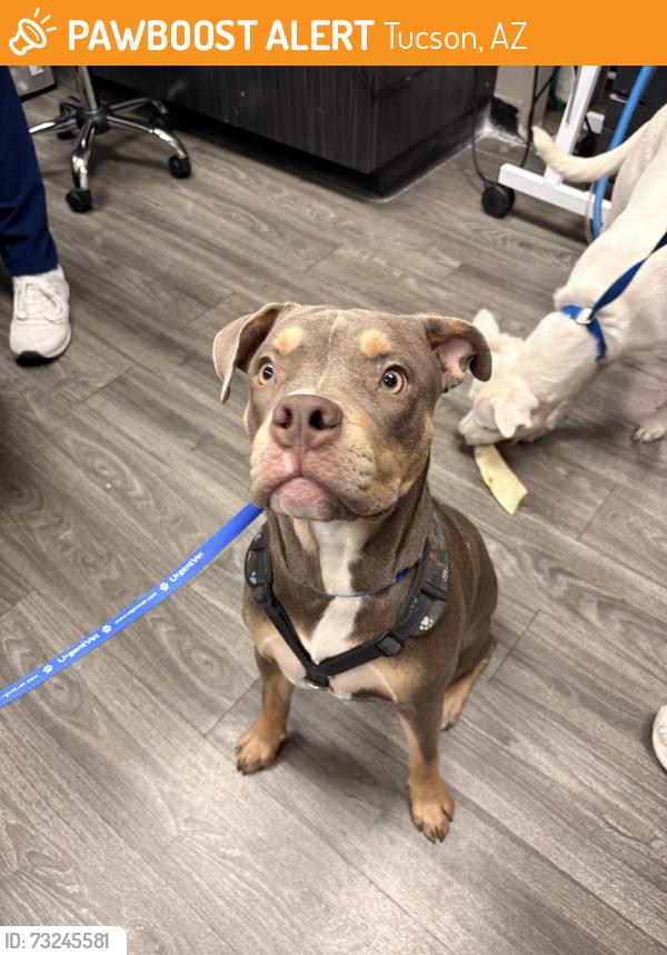 Found/Stray Female Dog last seen John B. Wright Elementary School (Grant and Columbus), Tucson, AZ 85712