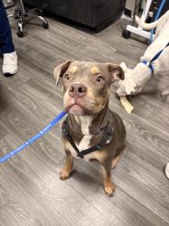 Found/Stray Female Dog last seen John B. Wright Elementary School (Grant and Columbus), Tucson, AZ 85712