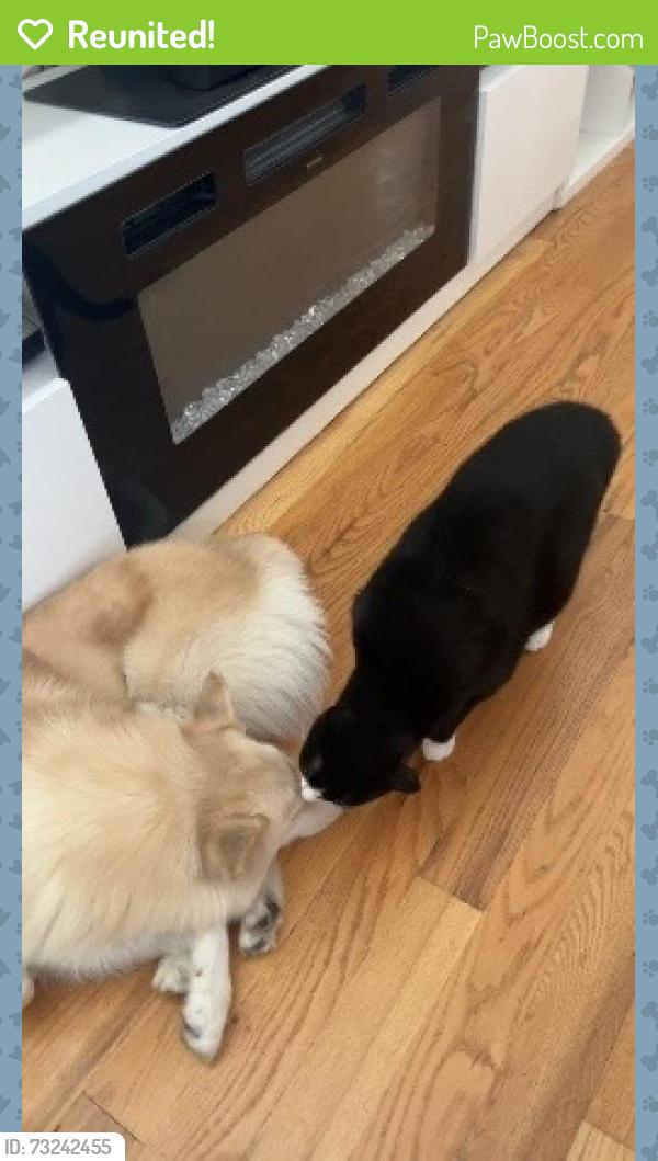 Reunited Male Dog last seen Keeseville Avenue & Farmers Blvd, Queens, NY 11412