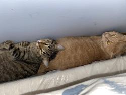 Reunited Female Cat last seen Ottomanelli and Petrarch, Towamensing Trails, PA 18210