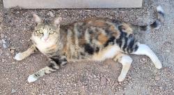 Lost Female Cat last seen University & 111th Place, Maricopa County, AZ 85120
