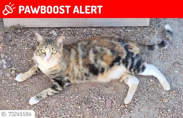 Lost Female Cat last seen University & 111th Place, Maricopa County, AZ 85120