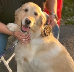 Reunited Male Dog last seen El nido and Orange by Orange Vista High school, Perris, CA 92571