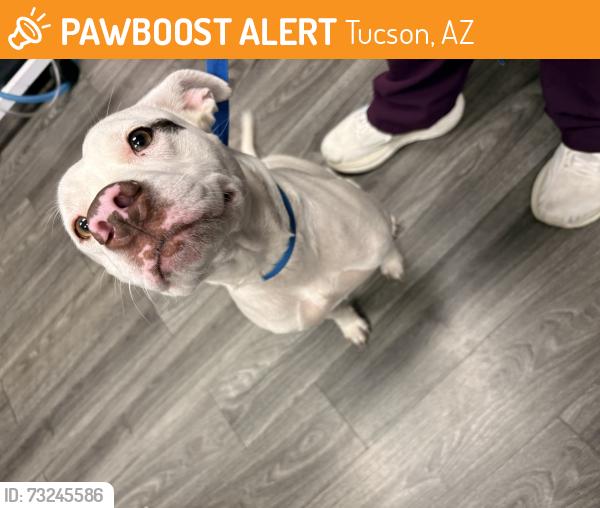 Found/Stray Female Dog last seen John B. Wright Elementary School, Tucson, AZ 85712