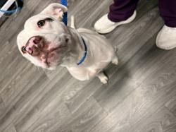 Found/Stray Female Dog last seen John B. Wright Elementary School, Tucson, AZ 85712
