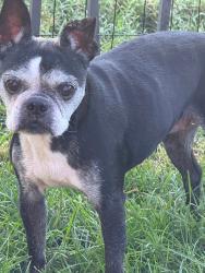 Reunited Female Dog last seen St Hubbins Dr, Paddy Trace, Spring Hill, TN 37174