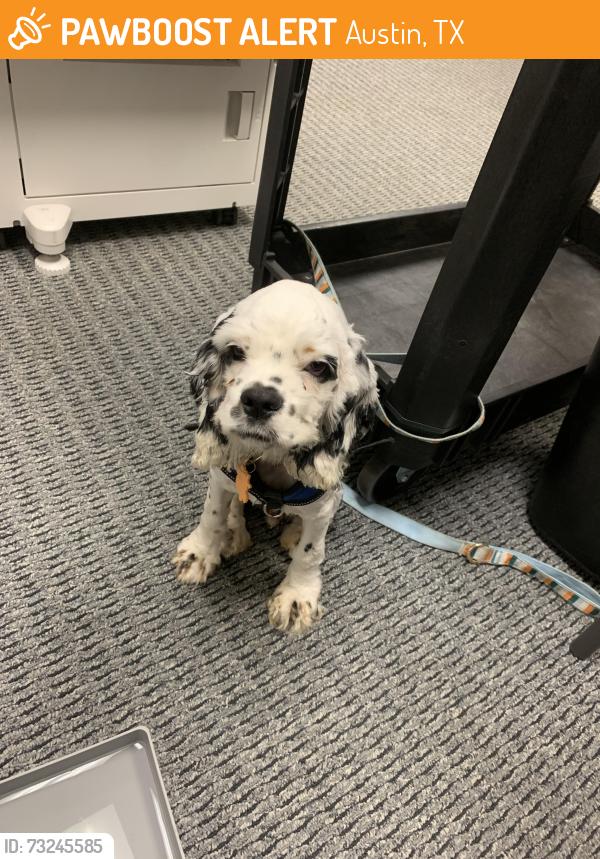 Found/Stray Male Dog last seen Near promontory point Dr., Austin, TX 78744