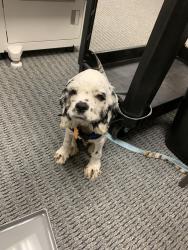Found/Stray Male Dog last seen Near promontory point Dr., Austin, TX 78744