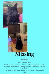 Lost Male Cat last seen Maywood Drive, Vallejo, Vallejo, CA 94591
