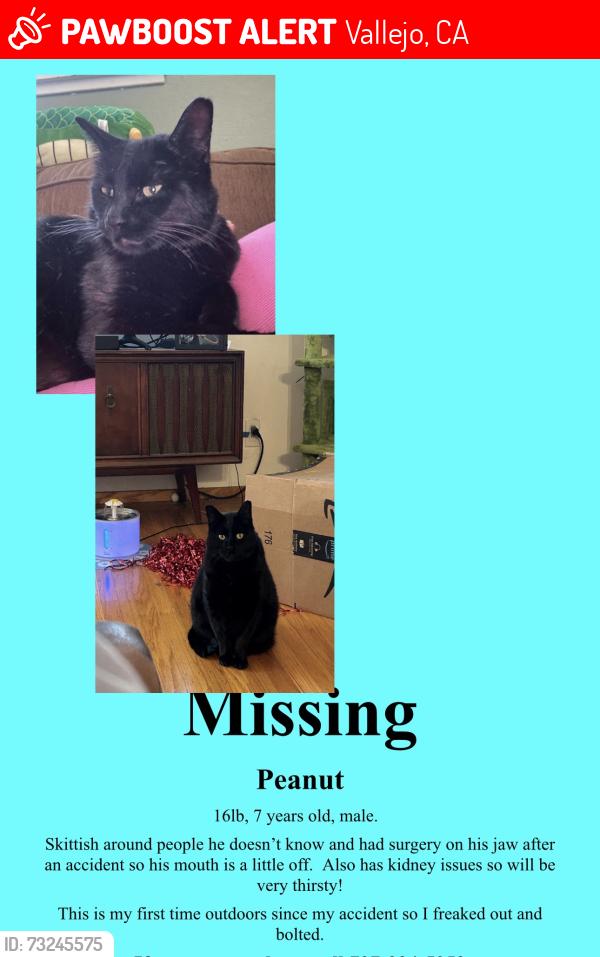 Lost Male Cat last seen Maywood Drive, Vallejo, Vallejo, CA 94591