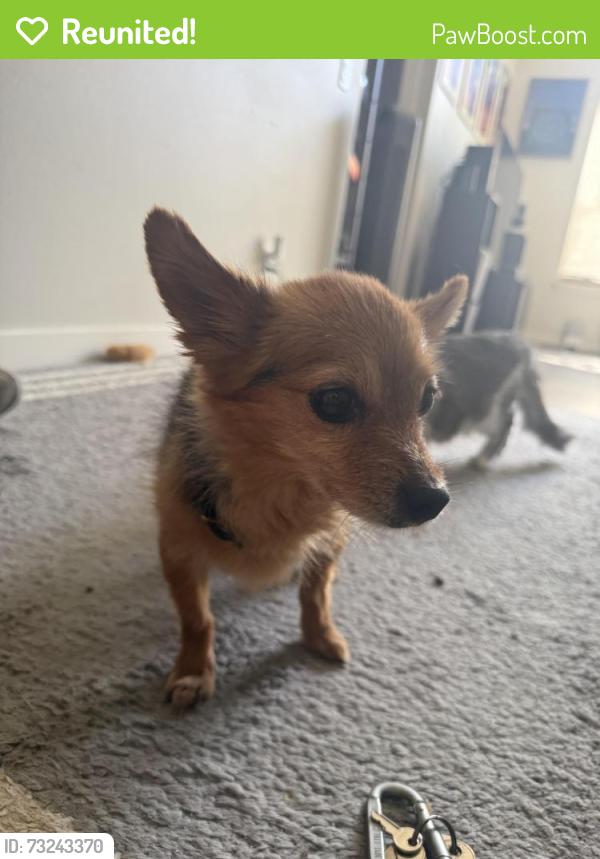 Reunited Unknown Dog last seen SE 269th St, Kent WA 98030, Kent, WA 98030