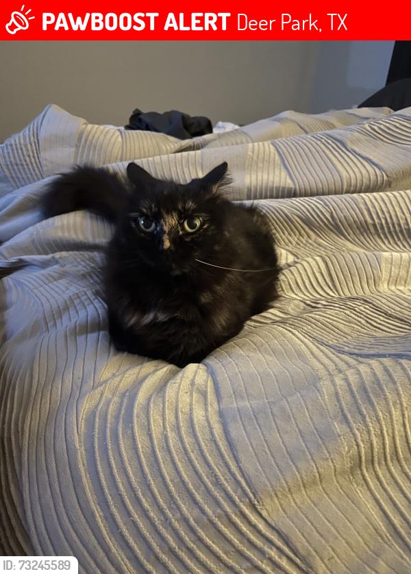 Lost Female Cat last seen Harrison Drive, Deer Park, Deer Park, TX 77536