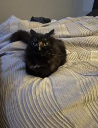 Lost Female Cat last seen Harrison Drive, Deer Park, Deer Park, TX 77536