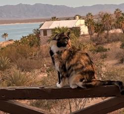 Lost Female Cat last seen Near Leatha Way. Edison/Morse, Sacramento, CA 95821