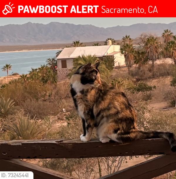 Lost Female Cat last seen Near Leatha Way. Edison/Morse, Sacramento, CA 95821