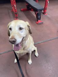 Reunited Male Dog last seen Monterey Fire Station 13, Monterey, CA 93940