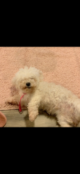 Lost Female Dog last seen Luana, Preston Heights, IL 60433