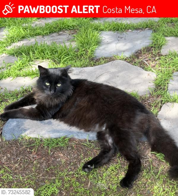 Lost Male Cat last seen Del Mar Ave. Elden St., Costa Mesa, CA 92626