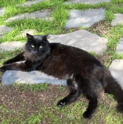 Lost Male Cat last seen Del Mar Ave. Elden St., Costa Mesa, CA 92626