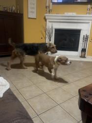 Found/Stray Male Dog last seen Grand peninsula, Grand Prairie, TX 75054