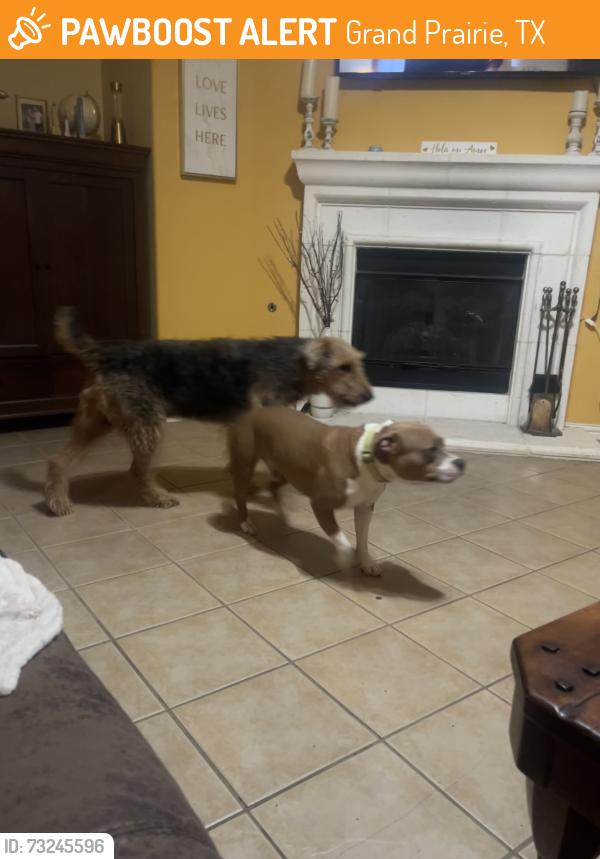 Found/Stray Male Dog last seen Grand peninsula, Grand Prairie, TX 75054