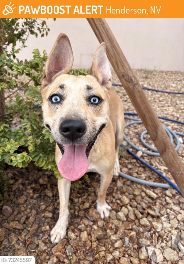 Found/Stray Female Dog last seen wells park, Henderson, NV 89011