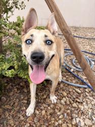 Found/Stray Female Dog last seen wells park, Henderson, NV 89011