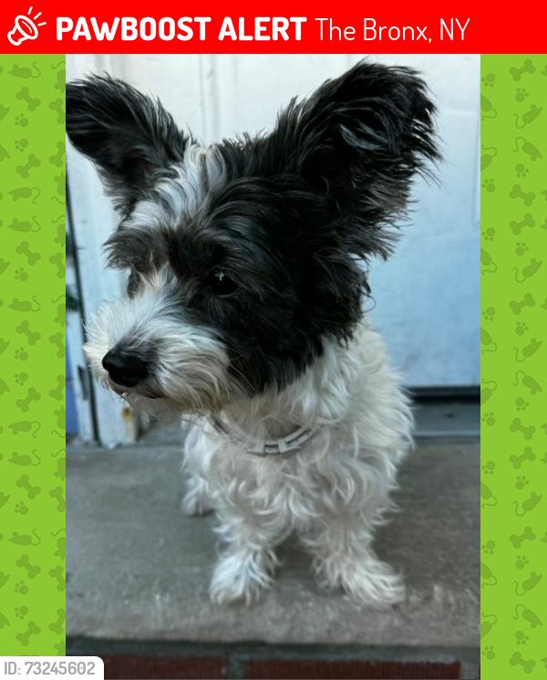 Lost Female Dog last seen Gleason Ave & Watson Ave, The Bronx, NY 10472