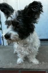 Lost Female Dog last seen Gleason Ave & Watson Ave, The Bronx, NY 10472