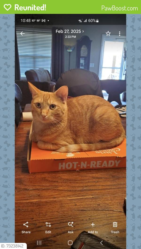 Reunited Male Cat last seen Phillips street, Franklin, KY 42134