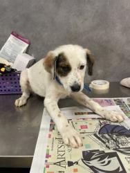 Shelter Stray Male Dog last seen 700-blk. Hill Terrace Dr., Duncanville, TX, 1150 E Pleasant Run Rd, Cedar Hill, TX 75104, USA