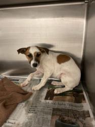 Shelter Stray Female Dog last seen 700-blk. Hill Terrace Dr., Duncanville, TX, 1150 E Pleasant Run Rd, Cedar Hill, TX 75104, USA