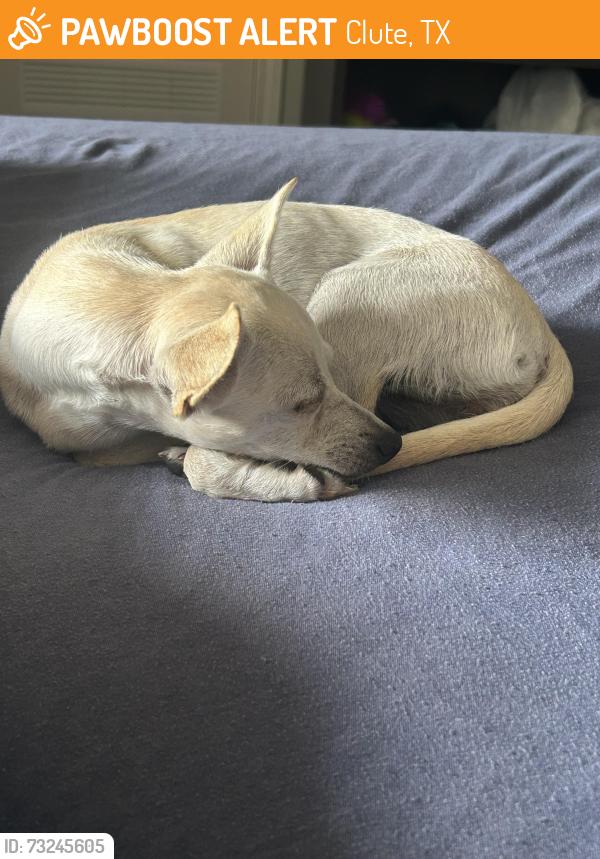 Found/Stray Female Dog last seen Near W Plantation Dr, Clute, TX 77531, Clute, TX 77531