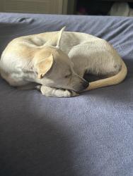 Found/Stray Female Dog last seen Near W Plantation Dr, Clute, TX 77531, Clute, TX 77531
