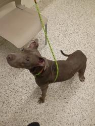 Shelter Stray Male Dog last seen Near graymont dr, Atlanta, GA, 1251 Fulton Industrial Blvd NW, Atlanta, GA 30336, USA